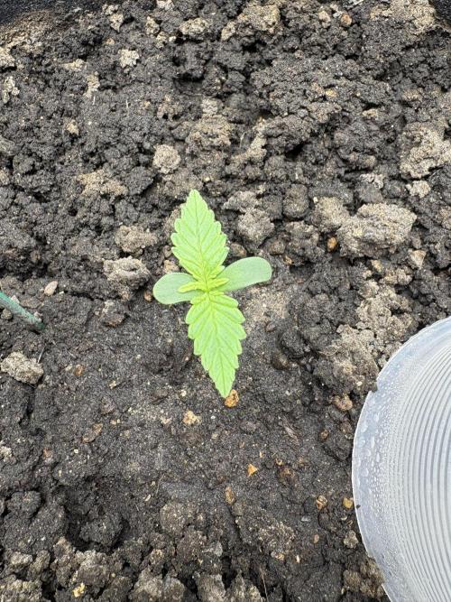 Triploid Girl(Frosted Guava). Week 1 - Day 3