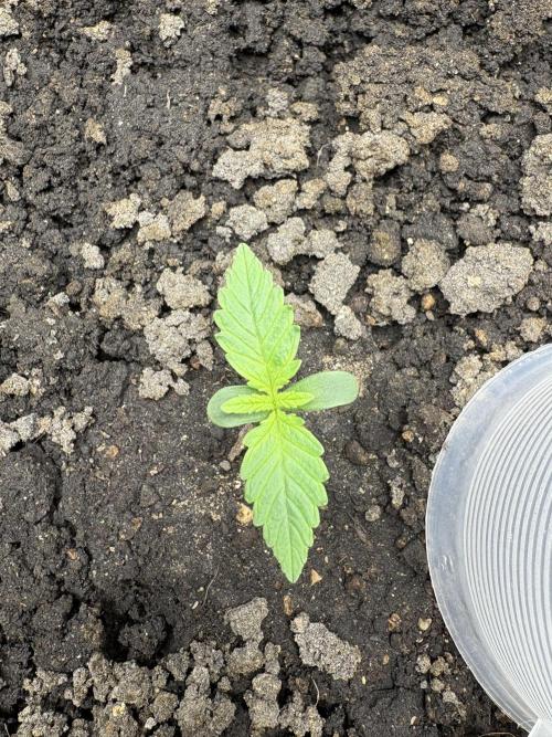 Triploid Girl(Frosted Guava). Week 1 - Day 4