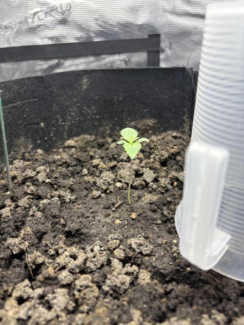 Triploid Girl(Frosted Guava). Week 1 - Day 4
