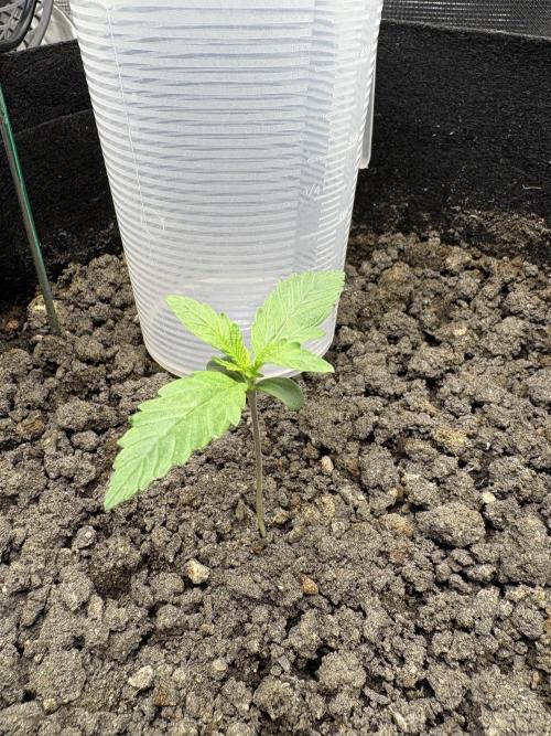 Triploid Girl(Frosted Guava). Week 1 - Day 6