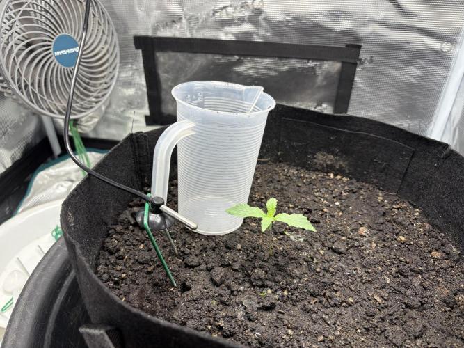 Triploid Girl(Frosted Guava). Week 1 - Day 6