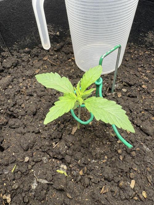 Triploid Girl(Frosted Guava). Week 1