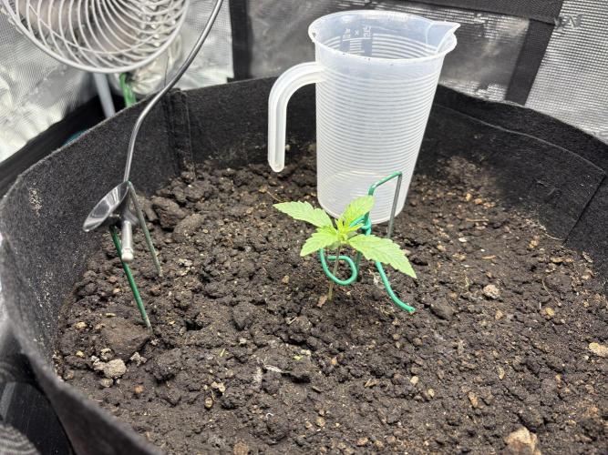 Triploid Girl(Frosted Guava). Week 1