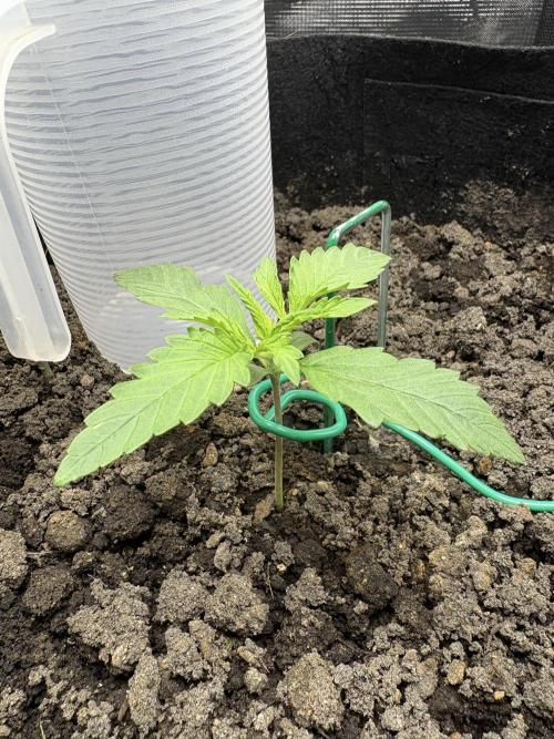 Triploid Girl(Frosted Guava). Week 2 - Day 8