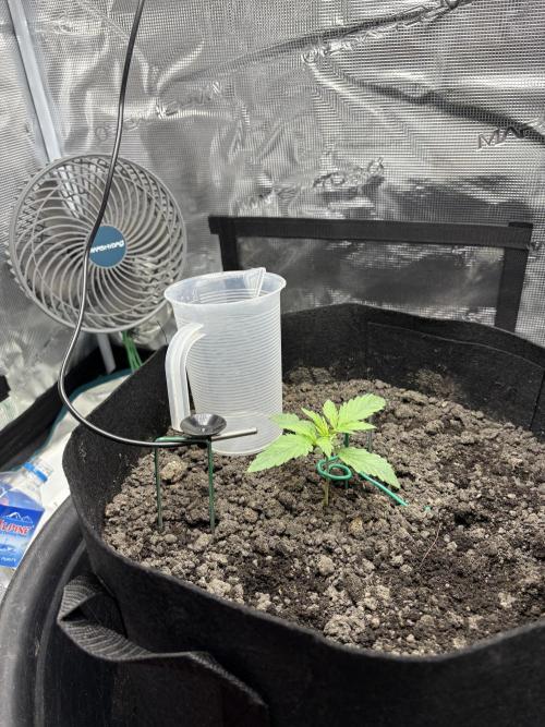 Triploid Girl(Frosted Guava). Week 2