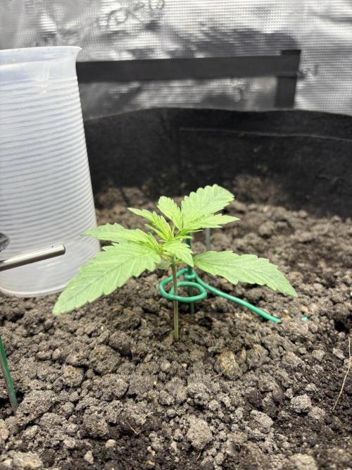 Triploid Girl(Frosted Guava). Week 2