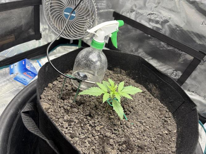 Triploid Girl(Frosted Guava). Week 2 - Day 10