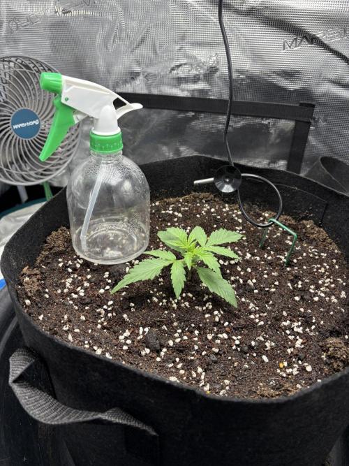 Triploid Girl(Frosted Guava). Week 2 - Day 10