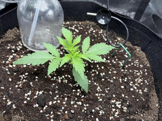 Triploid Girl(Frosted Guava). Week 2 - Day 11