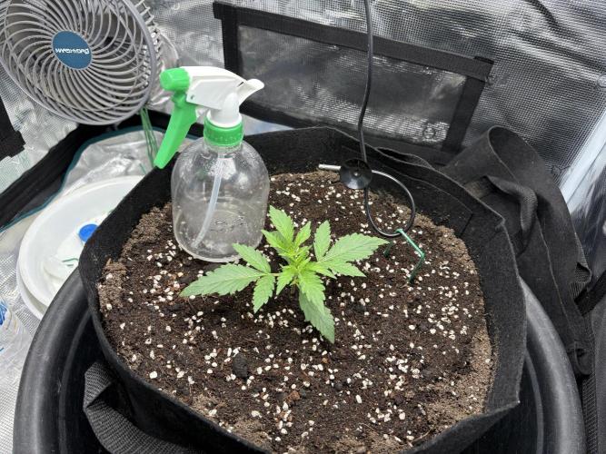 Triploid Girl(Frosted Guava). Week 2 - Day 11