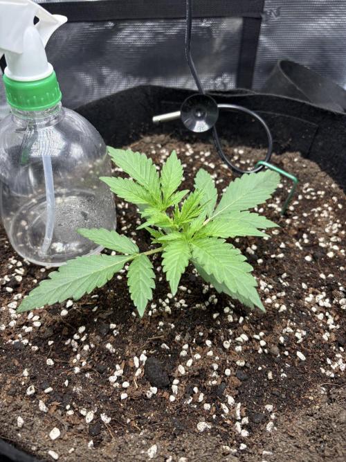 Triploid Girl(Frosted Guava). Week 2 - Day 12
