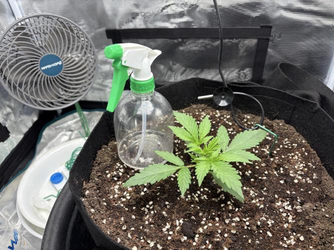 Triploid Girl(Frosted Guava). Week 2 - Day 12