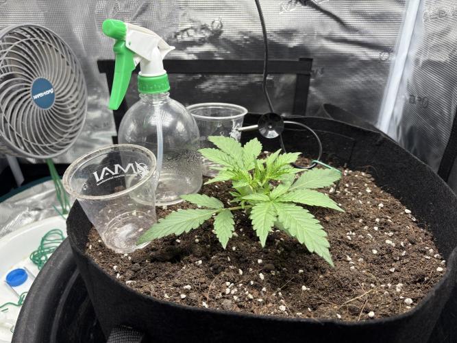 Triploid Girl(Frosted Guava). Week 2 - Day 13