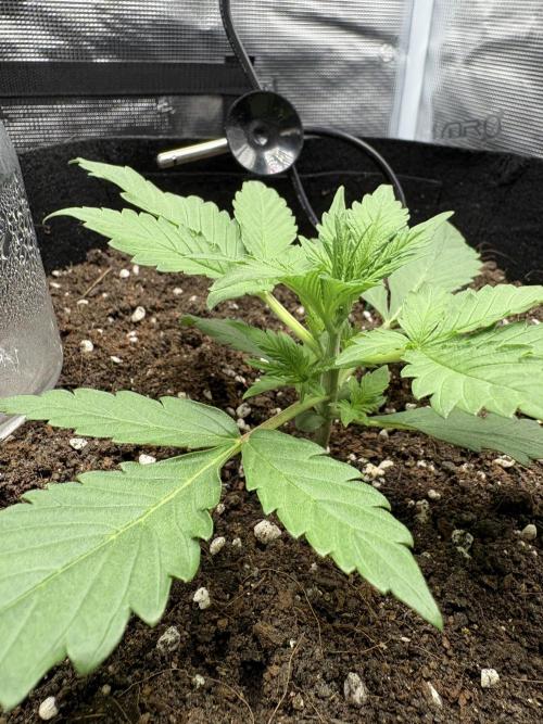 Triploid Girl(Frosted Guava). Week 2 - Day 14