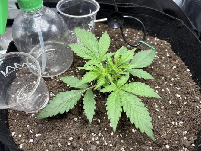 Triploid Girl(Frosted Guava). Week 2 - Day 14