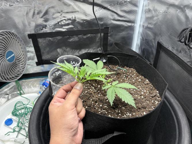 Triploid Girl(Frosted Guava). Week 2 - Day 14