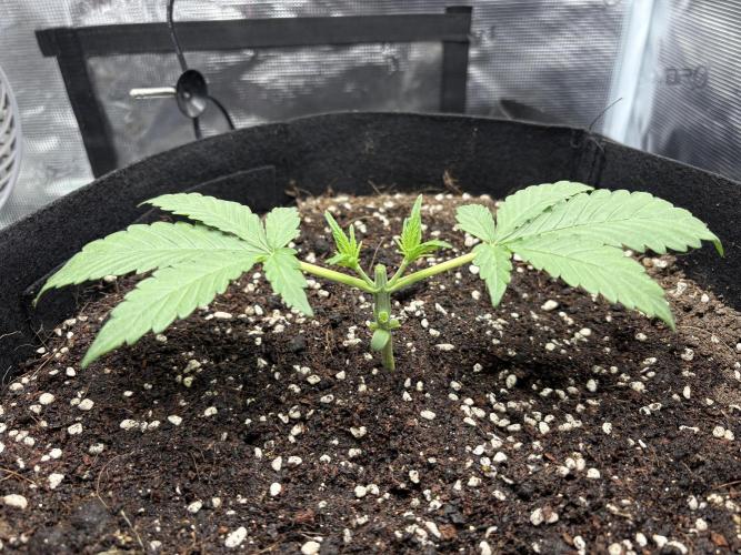Triploid Girl(Frosted Guava). Week 2 - Day 14
