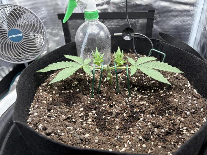 Triploid Girl(Frosted Guava). Week 3 - Day 15