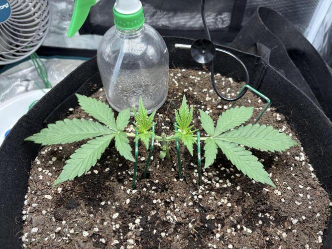 Triploid Girl(Frosted Guava). Week 3 - Day 15