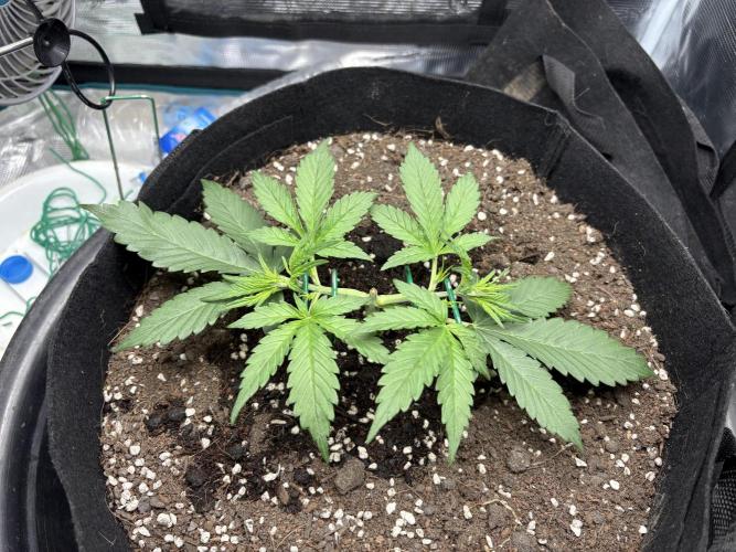 Triploid Girl(Frosted Guava). Week 3 - Day 18