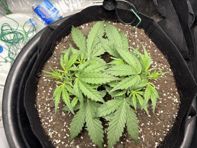 Triploid Girl(Frosted Guava). Week 3