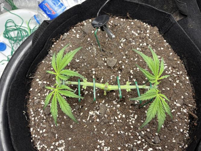 Triploid Girl(Frosted Guava). Week 3