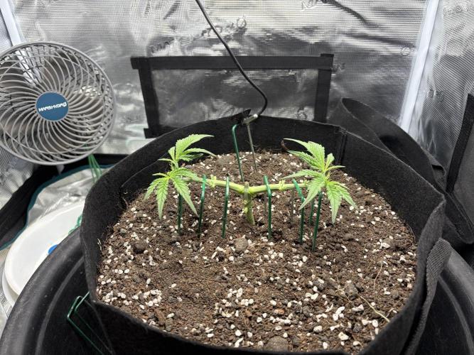 Triploid Girl(Frosted Guava). Week 3