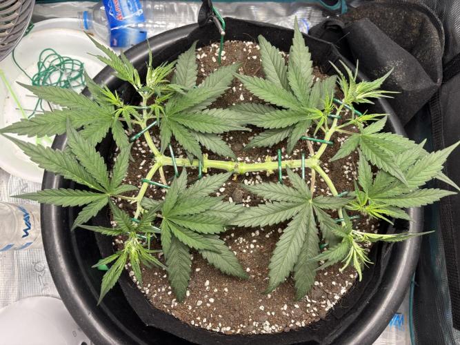 Triploid Girl(Frosted Guava). Week 5 - Day 29