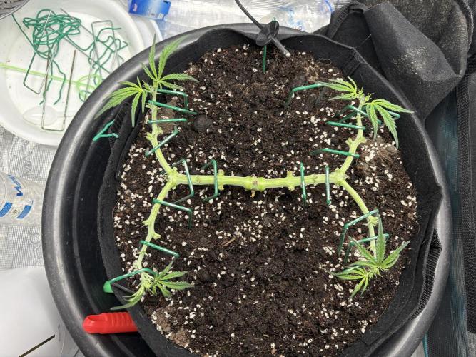 Triploid Girl(Frosted Guava). Week 5 - Day 30