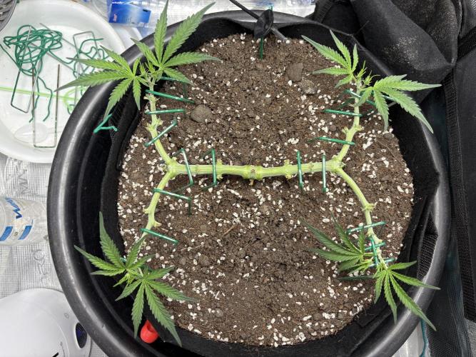 Triploid Girl(Frosted Guava). Week 5 - Day 32