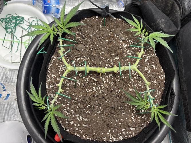 Triploid Girl(Frosted Guava). Week 5 - Day 32