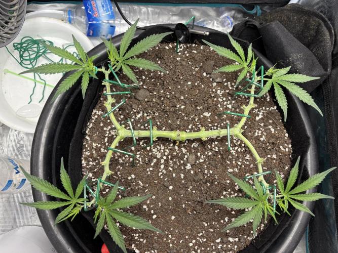 Triploid Girl(Frosted Guava). Week 5 - Day 33