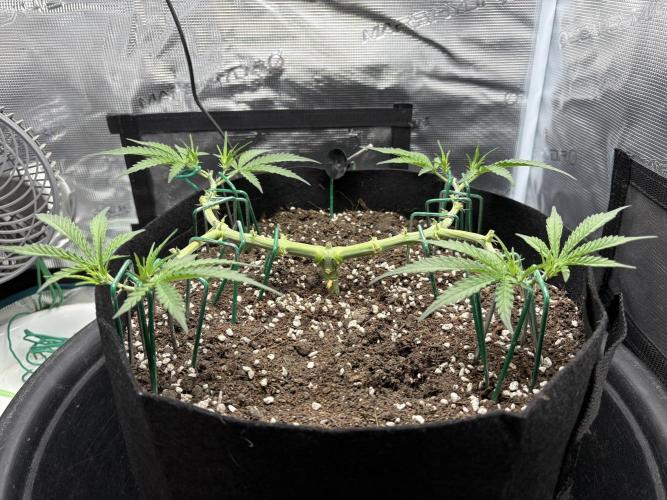 Triploid Girl(Frosted Guava). Week 5 - Day 33