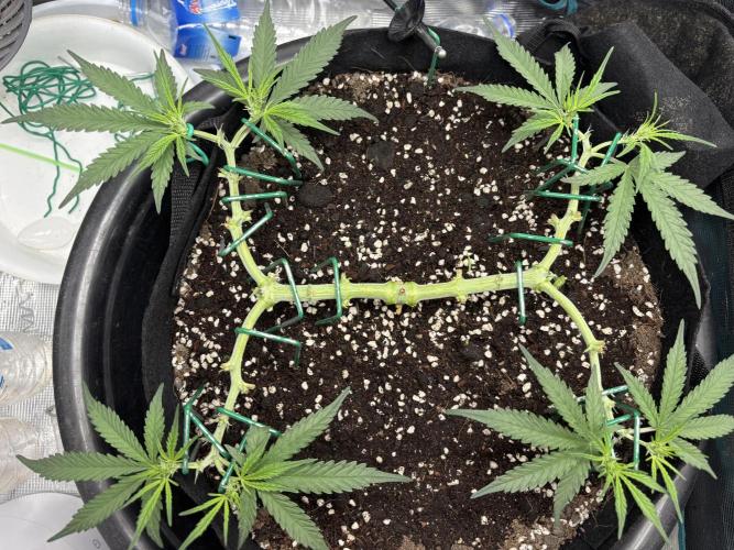 Triploid Girl(Frosted Guava). Week 5 - Day 34