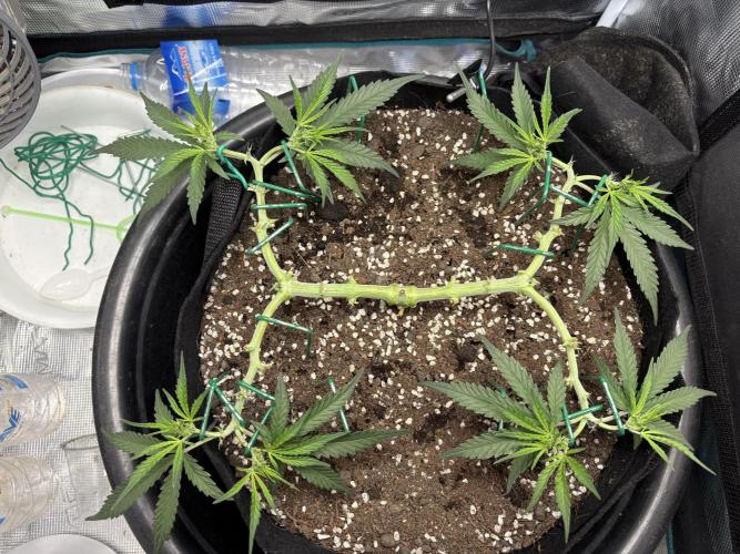 Triploid Girl(Frosted Guava). Week 5