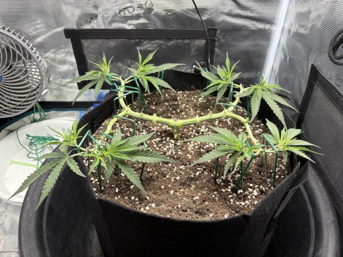 Triploid Girl(Frosted Guava). Week 5