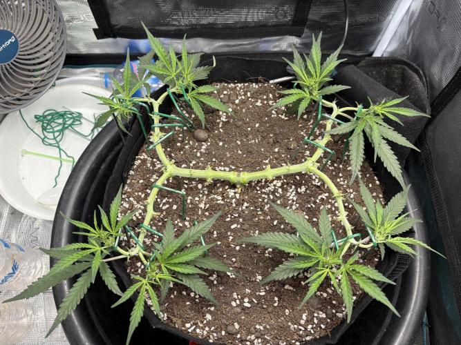 Triploid Girl(Frosted Guava). Week 6 - Day 36