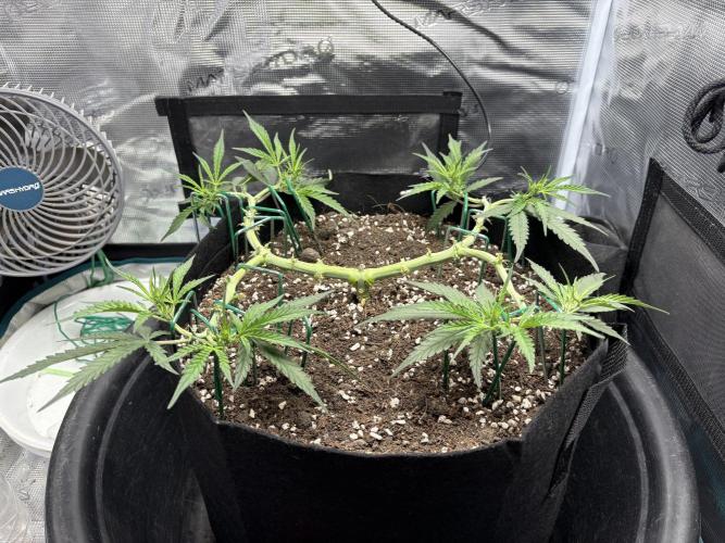 Triploid Girl(Frosted Guava). Week 6 - Day 36