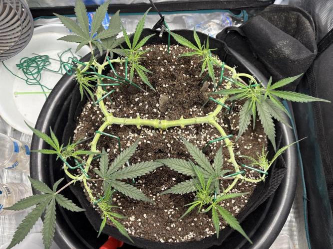 Triploid Girl(Frosted Guava). Week 6 - Day 38