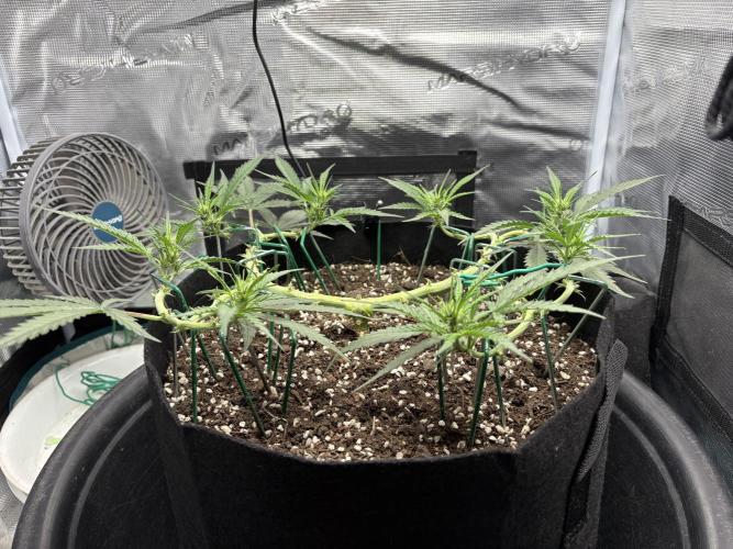 Triploid Girl(Frosted Guava). Week 6 - Day 40