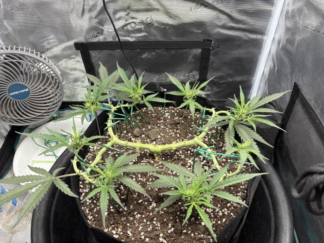 Triploid Girl(Frosted Guava). Week 6 - Day 40