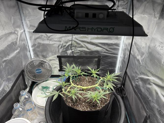 Triploid Girl(Frosted Guava). Week 6 - Day 40