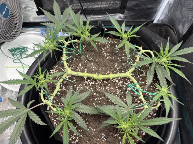 Triploid Girl(Frosted Guava). Week 6 - Day 40