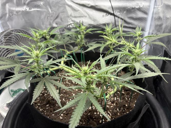 Triploid Girl(Frosted Guava). Week 7