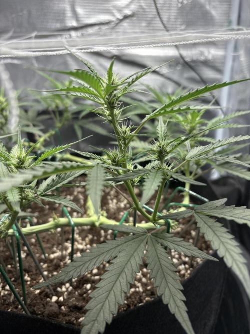 Triploid Girl(Frosted Guava). Week 7