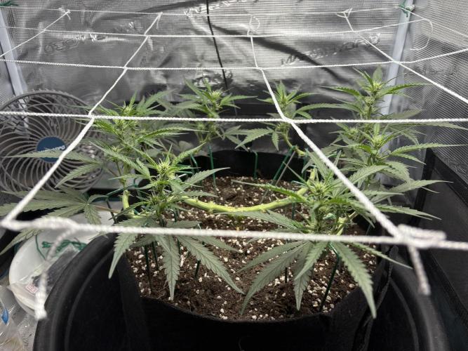 Triploid Girl(Frosted Guava). Week 7