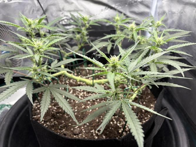 Triploid Girl(Frosted Guava). Week 7 - Day 44