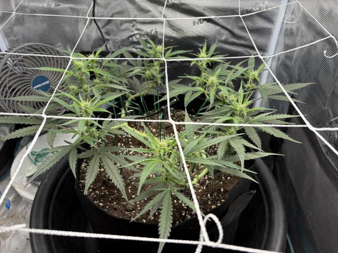 Triploid Girl(Frosted Guava). Week 7 - Day 44