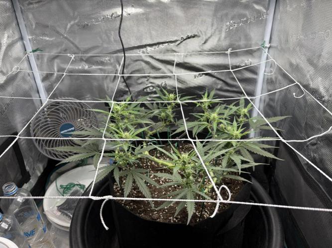 Triploid Girl(Frosted Guava). Week 7 - Day 44