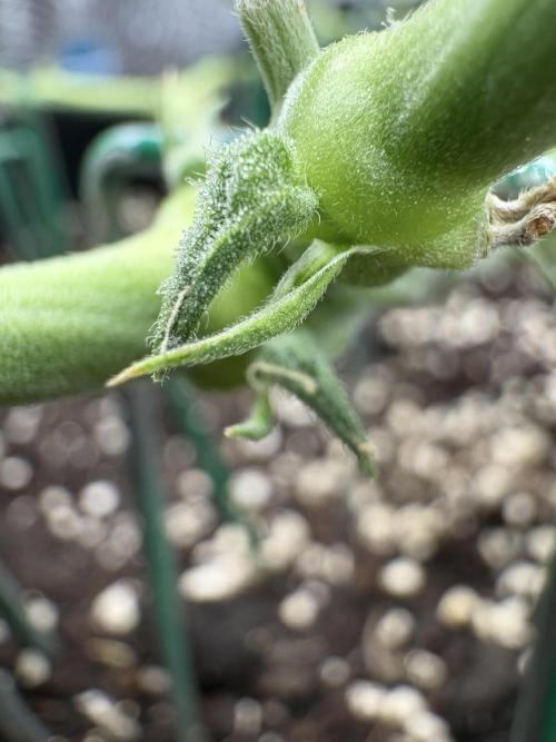 Triploid Girl(Frosted Guava). Week 7 - Day 44